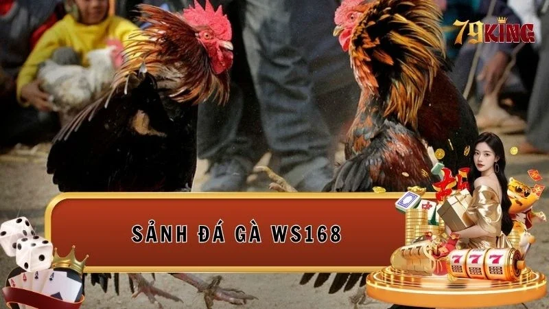 Sảnh đá gà WS168 là thiên đường của các chiến kê