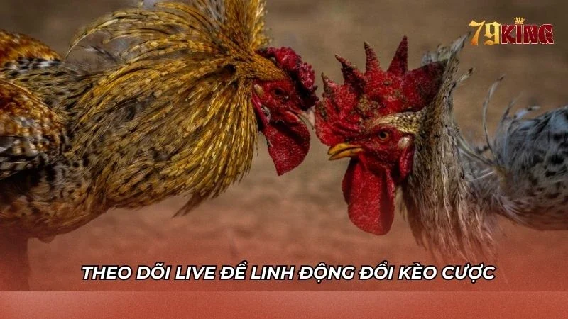 Theo dõi live để có thể đổi kèo cược chớp nhoáng