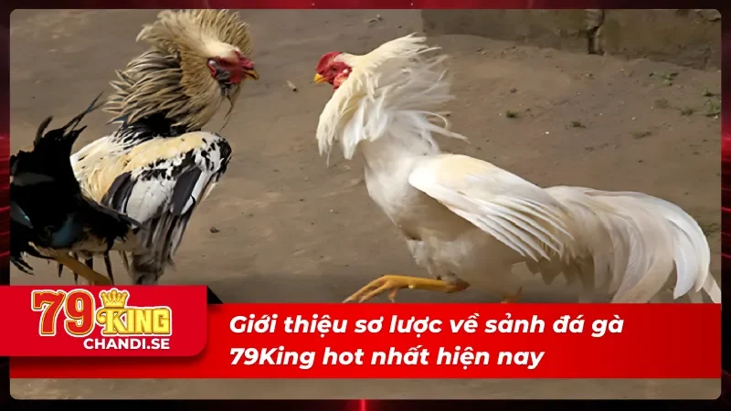 Giới thiệu về sảnh đá gà 79King hot nhất hiện nay