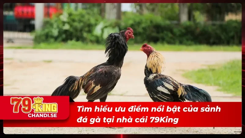 Tìm hiểu ưu điểm nổi bật của sảnh đá gà 79King