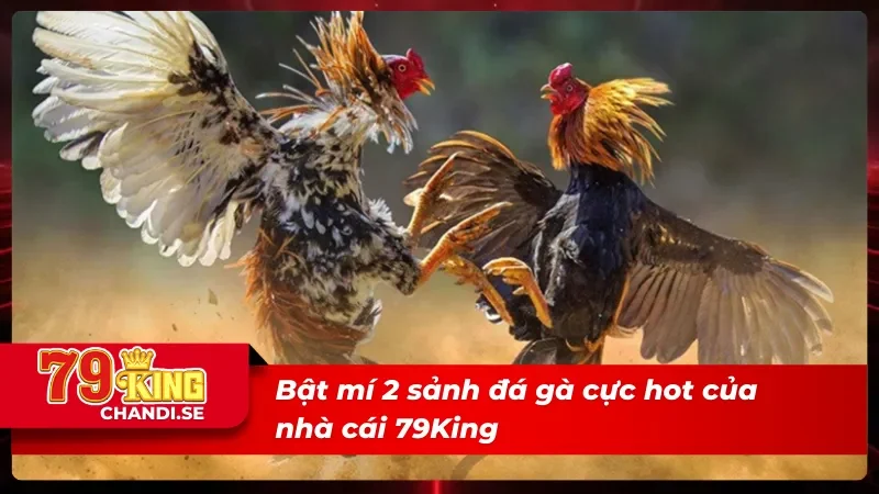 Bật mí 2 sảnh đá gà 79King cực hot