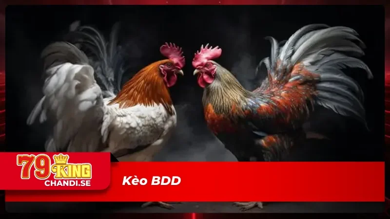 Kèo BDD tại sảnh đá gà 79King